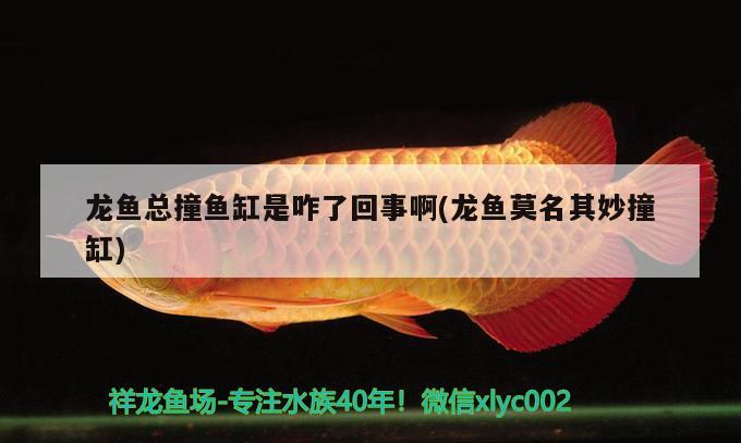 這魚咋樣？ 麥肯斯銀版魚 第3張