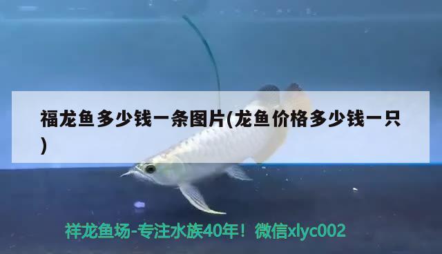 銀龍魚飼養(yǎng)技巧和方法視頻教程：銀龍魚飼養(yǎng)技巧和方法視頻教程下載