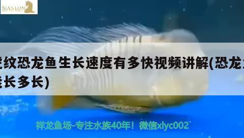 龍魚發(fā)炎用什么藥：龍魚用什么消炎藥 養(yǎng)魚的好處 第2張