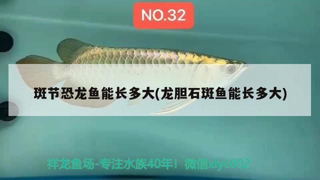 斑節(jié)恐龍魚能長多大(龍膽石斑魚能長多大)