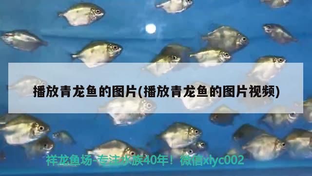 播放青龍魚的圖片(播放青龍魚的圖片視頻)