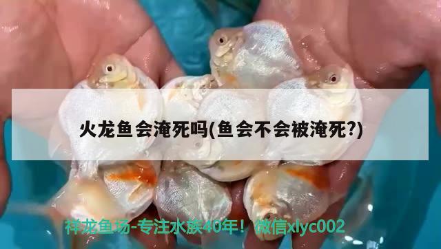 火龍魚會淹死嗎(魚會不會被淹死?) 名貴錦鯉魚