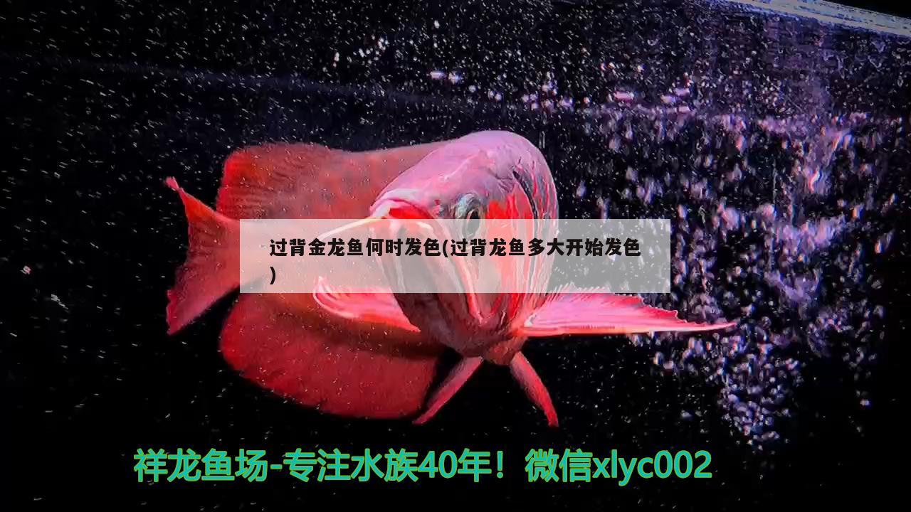 過背金龍魚何時發(fā)色(過背龍魚多大開始發(fā)色) 過背金龍魚