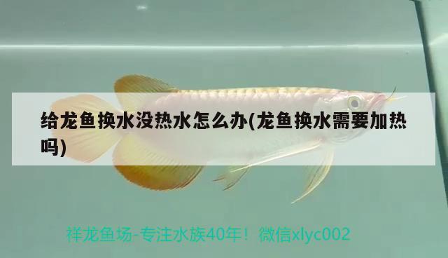 給龍魚換水沒熱水怎么辦(龍魚換水需要加熱嗎) 帝王迷宮