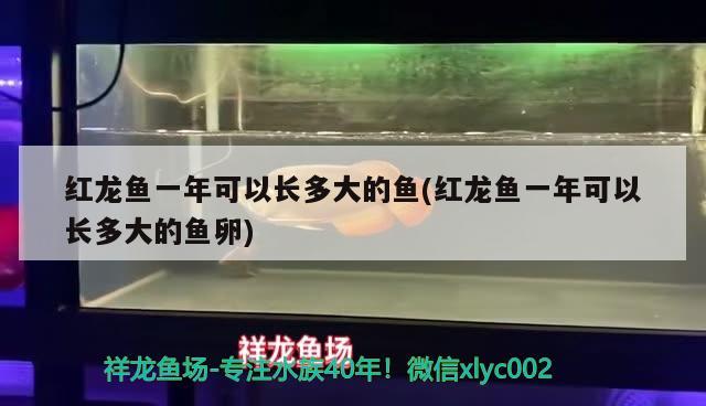 紅龍魚一年可以長多大的魚(紅龍魚一年可以長多大的魚卵)