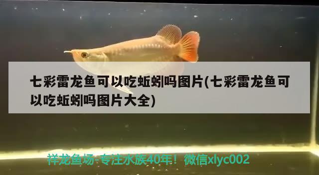 七彩雷龍魚(yú)可以吃蚯蚓嗎圖片(七彩雷龍魚(yú)可以吃蚯蚓嗎圖片大全) 蘇虎苗（蘇門(mén)答臘虎魚(yú)苗）