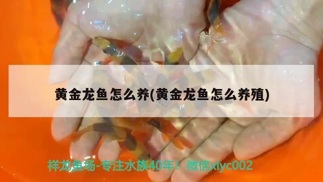 求大家解答下淄博哪里賣魚缸，我是湖北丹江口市的，請(qǐng)問水族箱觀賞魚去什么地方批發(fā)，我想開一家店，這行業(yè)利潤(rùn)怎么樣，望業(yè)內(nèi)人士指教