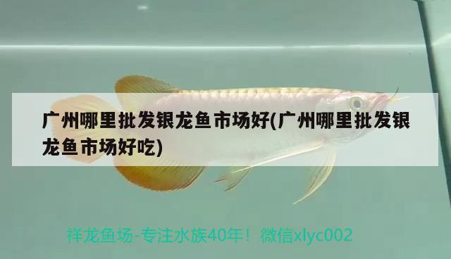 養(yǎng)什么魚有利于風(fēng)水，什么羅漢魚比較好養(yǎng)