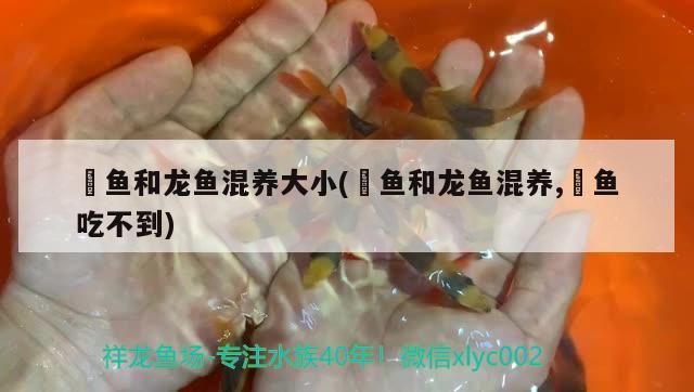 魟魚和龍魚混養(yǎng)大小(魟魚和龍魚混養(yǎng),魟魚吃不到) 白子銀龍魚苗