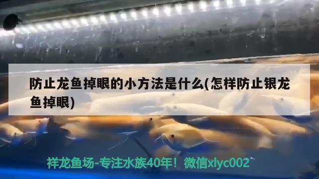 防止龍魚掉眼的小方法是什么(怎樣防止銀龍魚掉眼) 銀龍魚百科