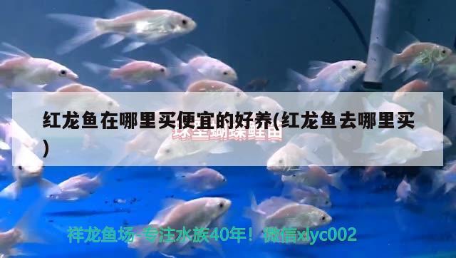 求大家解答下淄博哪里賣魚缸，我是湖北丹江口市的，請(qǐng)問水族箱觀賞魚去什么地方批發(fā)，我想開一家店，這行業(yè)利潤(rùn)怎么樣，望業(yè)內(nèi)人士指教