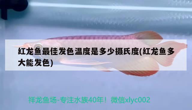 紅龍魚最佳發(fā)色溫度是多少攝氏度(紅龍魚多大能發(fā)色) 沖氧泵