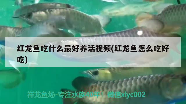 紅龍魚(yú)吃什么最好養(yǎng)活視頻(紅龍魚(yú)怎么吃好吃)