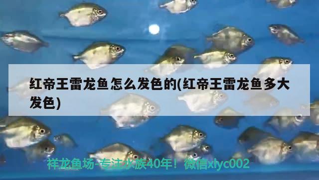 有空放出來欣賞，京城大G哥的朱雀 觀賞魚論壇 第2張