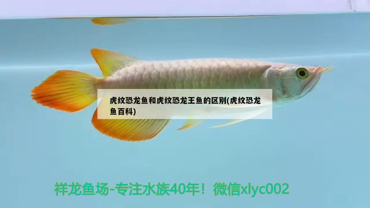 虎紋恐龍魚和虎紋恐龍王魚的區(qū)別(虎紋恐龍魚百科)