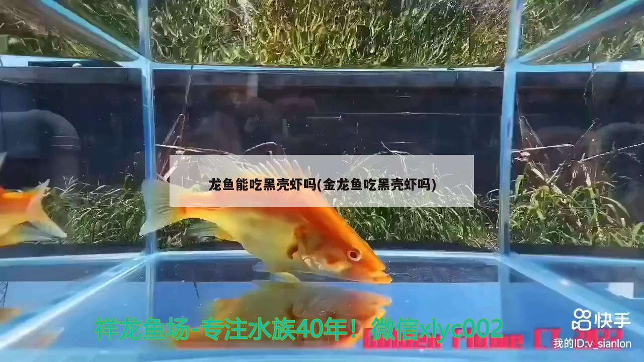 龍魚(yú)能吃黑殼蝦嗎(金龍魚(yú)吃黑殼蝦嗎)