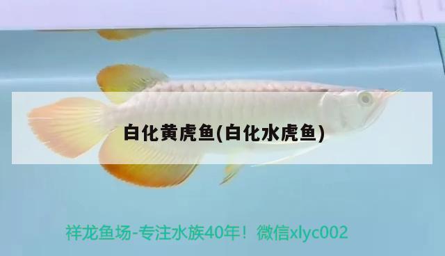 白化黃虎魚(白化水虎魚)