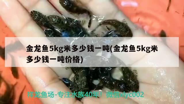 金龍魚5kg米多少錢一噸(金龍魚5kg米多少錢一噸價(jià)格) 過背金龍魚