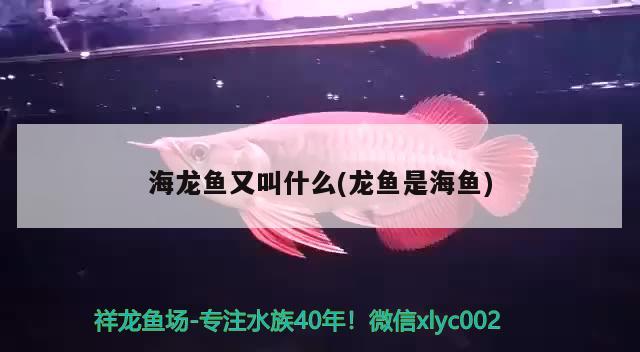 海龍魚又叫什么(龍魚是海魚) 過背金龍魚