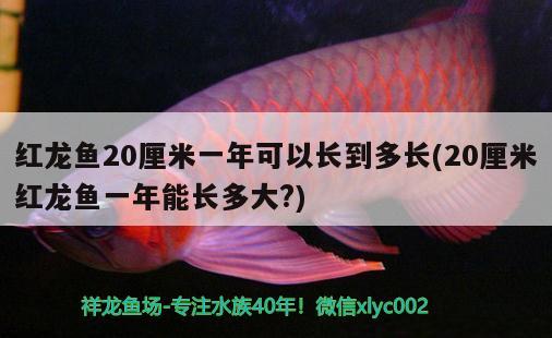 紅龍魚20厘米一年可以長到多長(20厘米紅龍魚一年能長多大?)