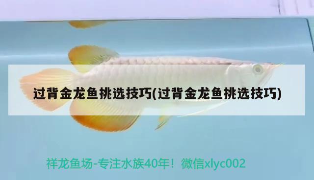 過背金龍魚挑選技巧(過背金龍魚挑選技巧) 金龍魚百科