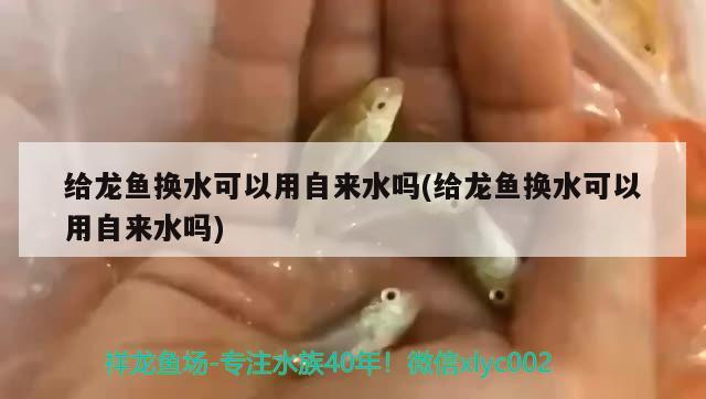 給龍魚換水可以用自來水嗎(給龍魚換水可以用自來水嗎) 玫瑰銀版魚