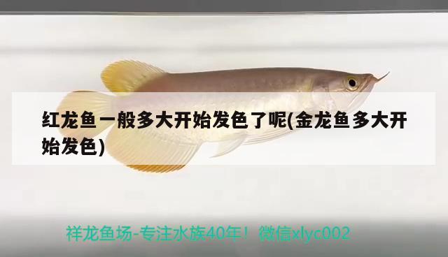 紅龍魚一般多大開始發(fā)色了呢(金龍魚多大開始發(fā)色)