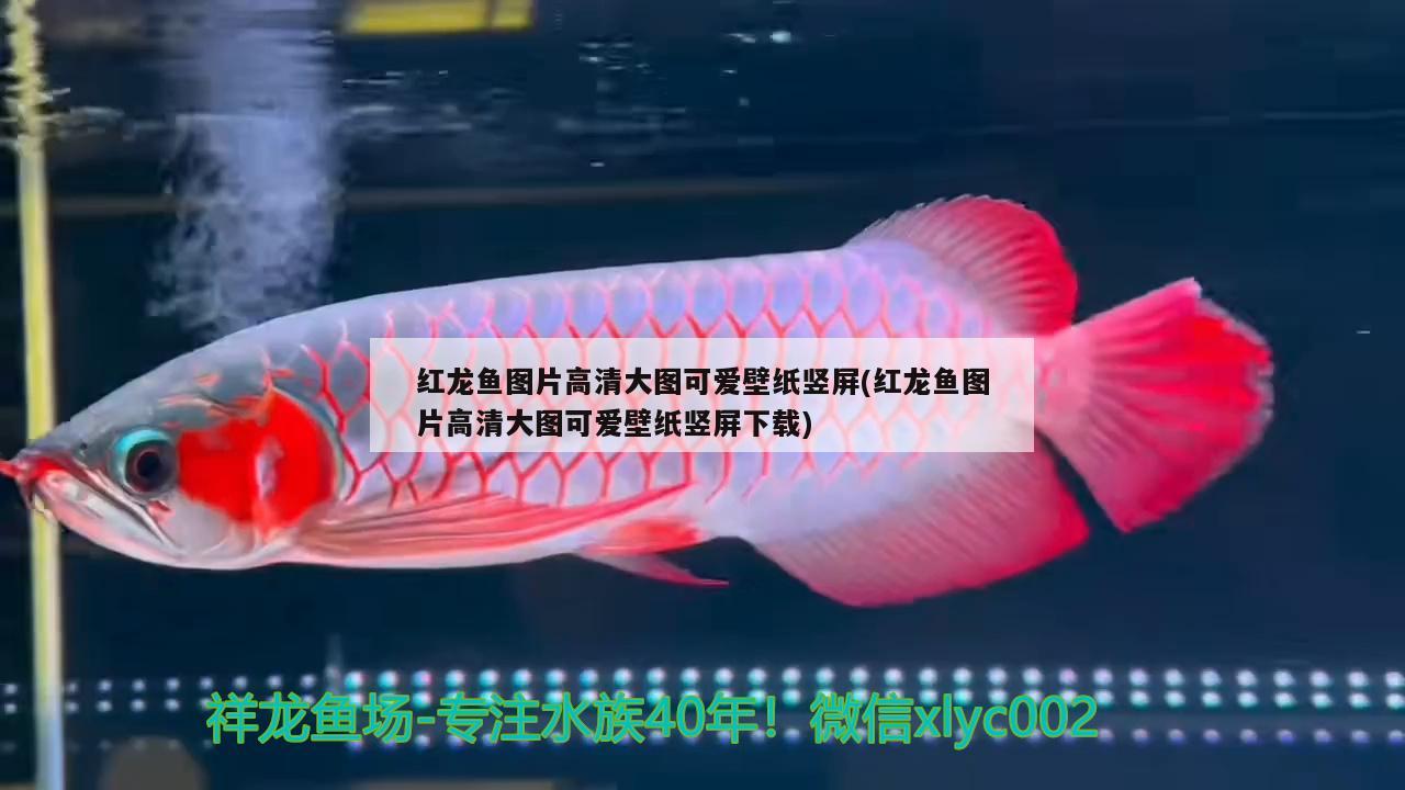 紅龍魚(yú)圖片高清大圖可愛(ài)壁紙豎屏(紅龍魚(yú)圖片高清大圖可愛(ài)壁紙豎屏下載) 養(yǎng)魚(yú)知識(shí)