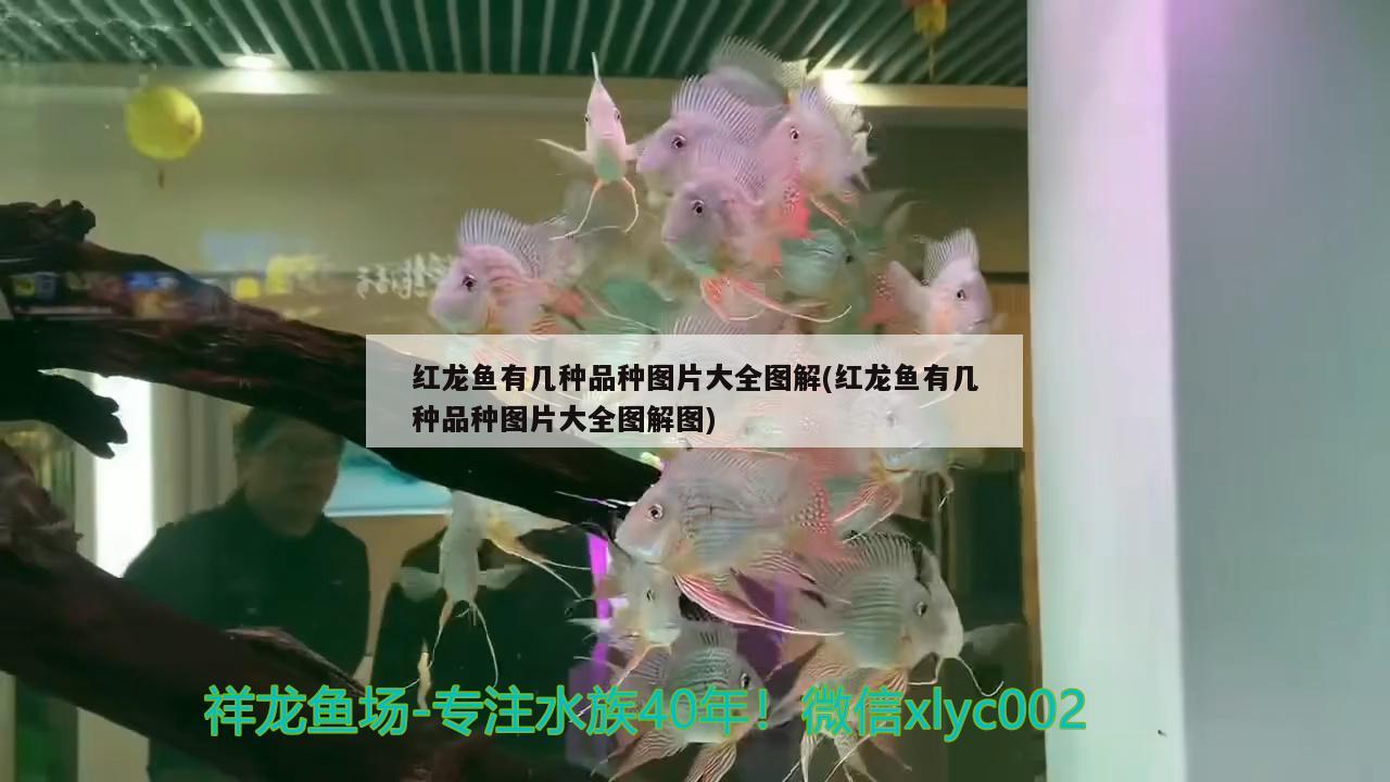 紅龍魚品相怎么看好壞圖解視頻(紅龍魚品相怎么看好壞圖解視頻大全) 狗頭魚