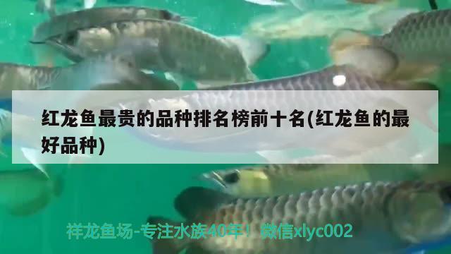 紅龍魚(yú)最貴的品種排名榜前十名(紅龍魚(yú)的最好品種)