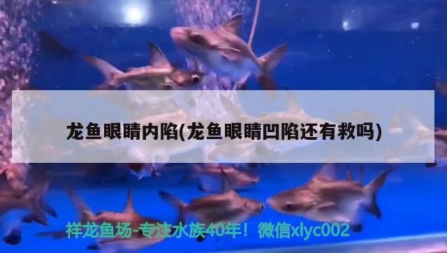 龍魚(yú)眼睛內(nèi)陷(龍魚(yú)眼睛凹陷還有救嗎)