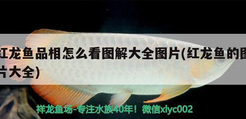 紅龍魚品相怎么看圖解大全圖片(紅龍魚的圖片大全) 觀賞龜/鱉飼料