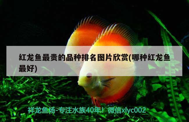 紅龍魚最貴的品種排名圖片欣賞(哪種紅龍魚最好) 黃金河虎魚