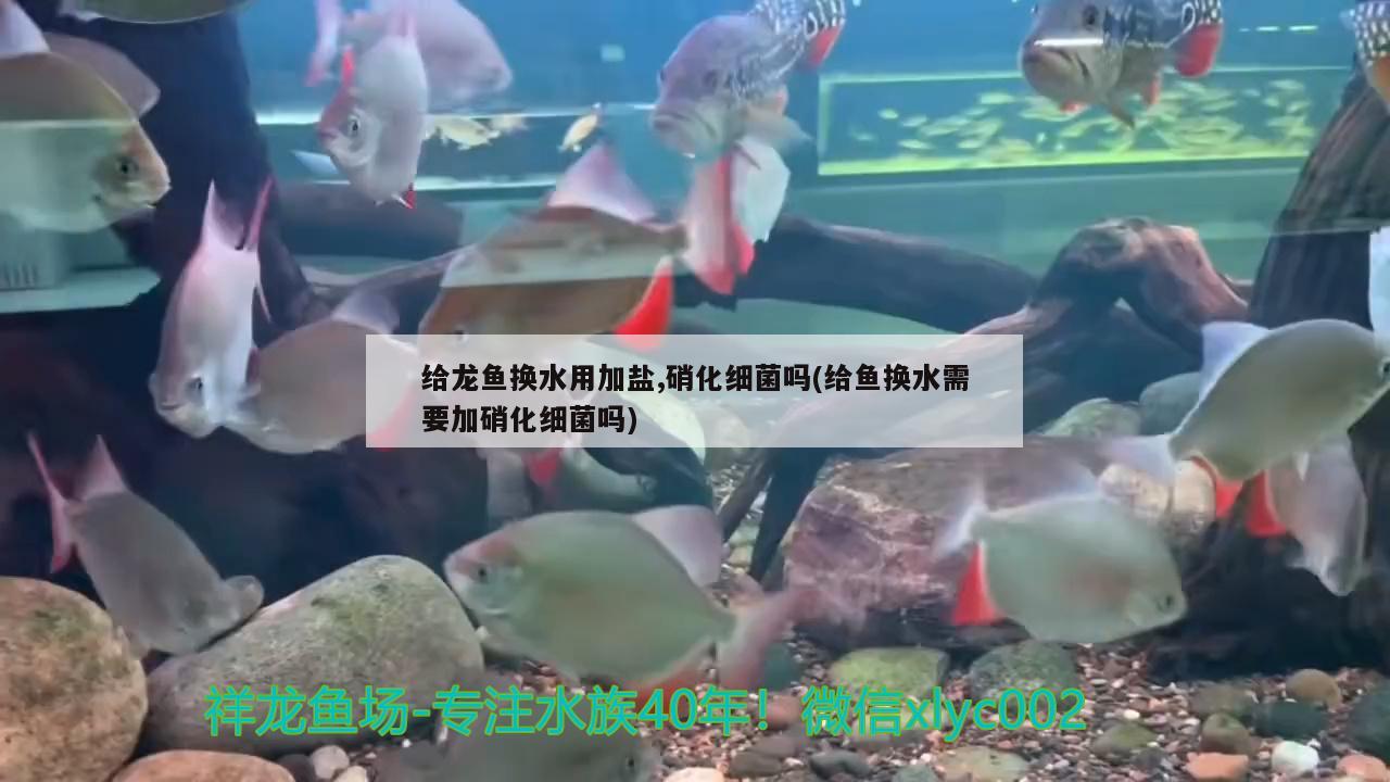 給龍魚(yú)換水用加鹽,硝化細(xì)菌嗎(給魚(yú)換水需要加硝化細(xì)菌嗎) 硝化細(xì)菌