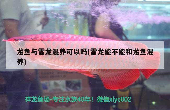 龍魚(yú)與雷龍混養(yǎng)可以嗎(雷龍能不能和龍魚(yú)混養(yǎng))