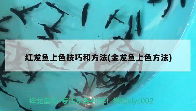 紅龍魚上色技巧和方法(金龍魚上色方法)