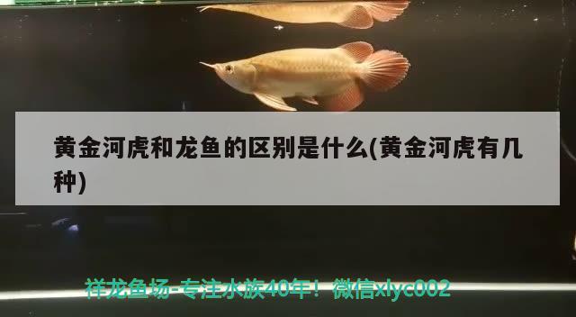 黃金河虎和龍魚的區(qū)別是什么(黃金河虎有幾種) 黃金河虎魚