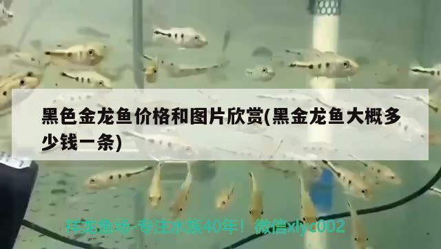 黑色金龍魚價格和圖片欣賞(黑金龍魚大概多少錢一條) 水族維護(hù)服務(wù)（上門）