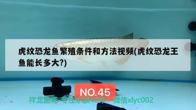 虎紋恐龍魚繁殖條件和方法視頻(虎紋恐龍王魚能長多大?) 恐龍王魚