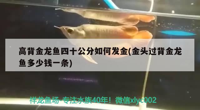 高背金龍魚四十公分如何發(fā)金(金頭過背金龍魚多少錢一條)