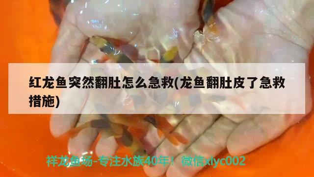 紅龍魚突然翻肚怎么急救(龍魚翻肚皮了急救措施)