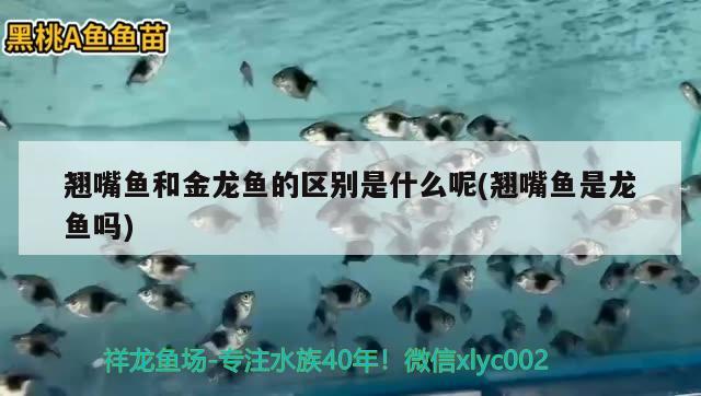 翹嘴魚和金龍魚的區(qū)別是什么呢(翹嘴魚是龍魚嗎) 元寶鳳凰魚專用魚糧