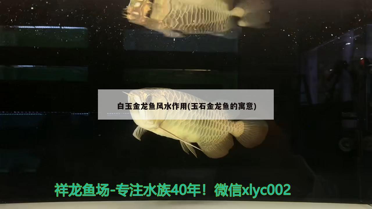 白玉金龍魚(yú)風(fēng)水作用(玉石金龍魚(yú)的寓意)