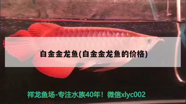 白金金龍魚(白金金龍魚的價格) 泰龐海蓮魚