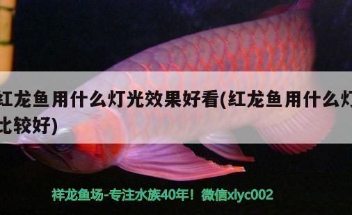 紅龍魚用什么燈光效果好看(紅龍魚用什么燈比較好) 銀龍魚百科 第2張