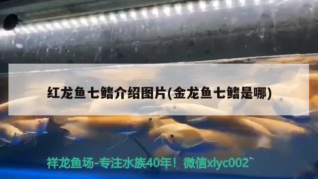 紅龍魚七鰭介紹圖片(金龍魚七鰭是哪)