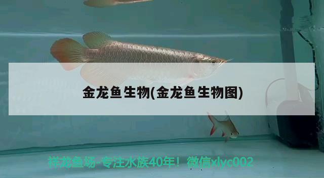 金龍魚生物(金龍魚生物圖)