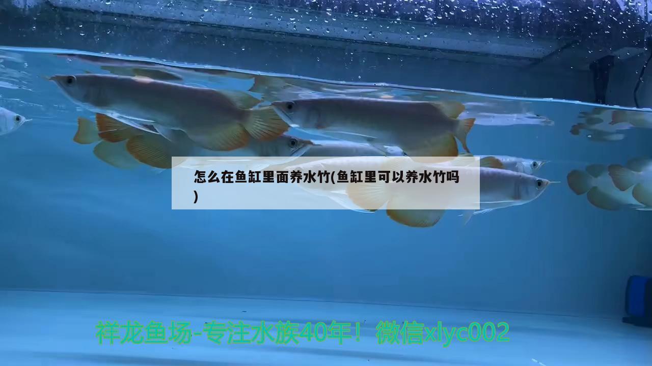 怎么在魚缸里面養(yǎng)水竹(魚缸里可以養(yǎng)水竹嗎) 胭脂孔雀龍魚