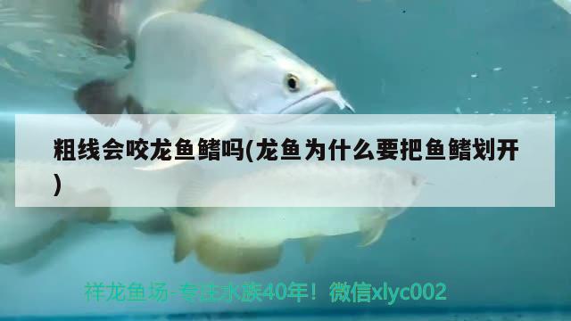 粗線會咬龍魚鰭嗎(龍魚為什么要把魚鰭劃開) 圖騰金龍魚