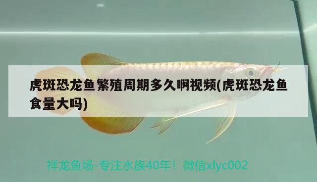 虎斑恐龍魚繁殖周期多久啊視頻(虎斑恐龍魚食量大嗎) 虎斑恐龍魚